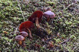  (Cortinarius pseudofervidus - iNat65608471)  @11 [ ] all rights reserved (2020) kmohatt Unspecified