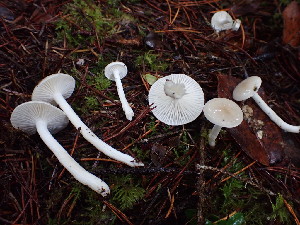  (Hygrophorus cf. agathosmus - iNat65800836)  @11 [ ] all rights reserved (2020) Luca Hickey Unspecified