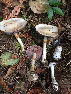  (Cortinarius albescens - iNat66314633)  @11 [ ] some rights reserved (CC BY-NC) (2019) Joann Olson Unspecified