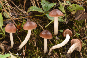  (Cuphophyllus colemannianus - iNat66898218)  @11 [ ] some rights reserved (CC BY-NC) (2020) rlebeuf Unspecified