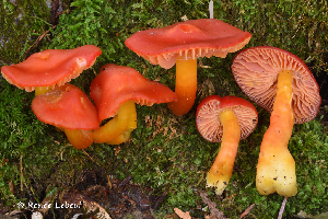  (Hygrocybe aff. punicea - iNat66901478)  @11 [ ] some rights reserved (CC BY-NC) (2020) rlebeuf Unspecified