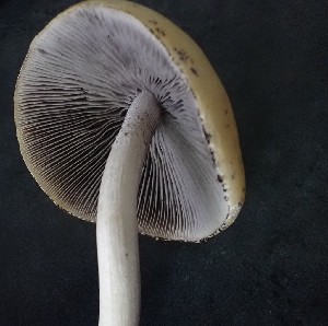  (Stropharia ambigua - iNat68129133)  @11 [ ] some rights reserved (CC BY-NC) (2021) Kitty Lundeen-Ness Unspecified