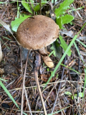  (Inocybe cinnamomea - iNat68192856)  @11 [ ] all rights reserved (2021) Scott A Davison Unspecified