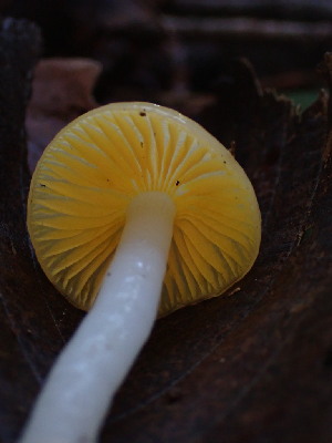  (Hygrocybe flavifolia - iNat68580293)  @11 [ ] all rights reserved (2021) Luca Hickey Unspecified