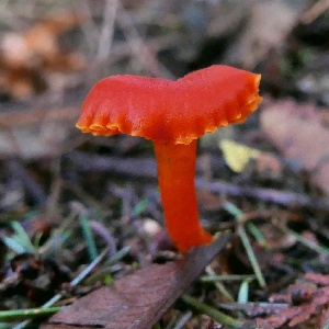  (Hygrocybe moseri - iNat68696811)  @11 [ ] some rights reserved (CC BY-NC) (2021) natvik Unspecified