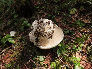  (Hygrophorus subalpinus - iNat79234919)  @11 [ ] some rights reserved (CC BY) (2021) Kathleen Dobson Unspecified
