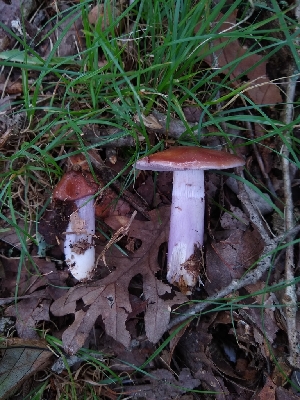  (Cortinarius splendidus - iNat86121479)  @11 [ ] all rights reserved (2021) Deacon Mcdaniel Unspecified