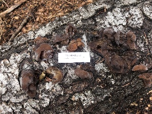  (Auricularia americana - iNat90112455)  @11 [ ] some rights reserved (CC BY-NC) (2021) gabrielamushroom Unspecified