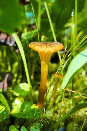  (Hygrocybe turunda - iNat91473768)  @11 [ ] some rights reserved (CC BY-NC) (2021) Steve Ness Unspecified