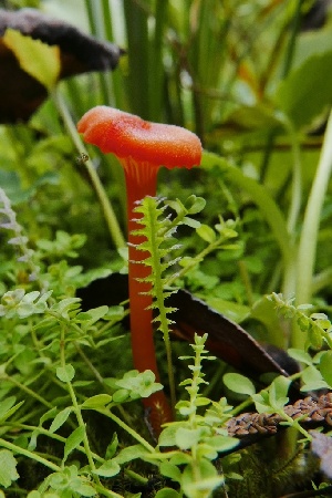  (Hygrocybe coccineocrenata - iNat91474907)  @11 [ ] some rights reserved (CC BY-NC) (2021) Steve Ness Unspecified
