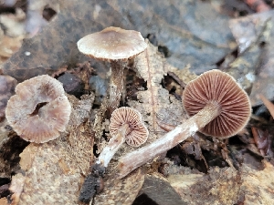  (Cortinarius sp. IN34 - iNat92933233)  @11 [ ] some rights reserved (CC BY-NC) (2021) John Plischke Unspecified