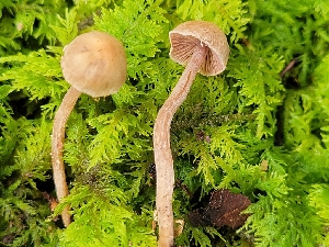 (Cortinarius sp. IN43 - iNat92933599)  @11 [ ] some rights reserved (CC BY-NC) (2021) John Plischke Unspecified