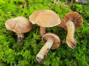  (Cortinarius IUMQ3762 - iNat93398912)  @11 [ ] some rights reserved (CC BY-NC) (2021) John Plischke Unspecified