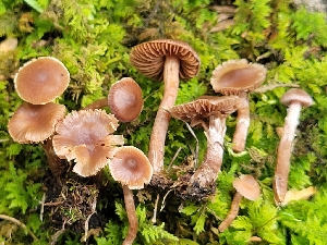  (Cortinarius cf. fragrantissimus - iNat93474365)  @11 [ ] some rights reserved (CC BY-NC) (2021) John Plischke Unspecified