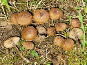  (Inocybe calospora - iNat93726842)  @11 [ ] some rights reserved (CC BY-NC) (2021) John Plischke Unspecified