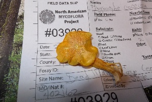  (Hygrocybe aff. coccinea - iNat94857986)  @11 [ ] some rights reserved (CC BY-NC) (2020) Steve Ness Unspecified