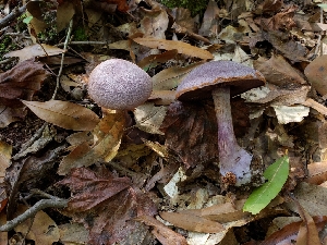  (Cortinarius violaceus - iNat97784072)  @11 [ ] some rights reserved (CC BY-NC) (2021) Kelcie Unspecified