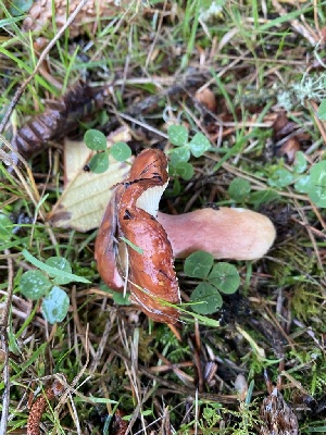  (Russula punicea - iNat99432404)  @11 [ ] some rights reserved (CC BY-NC) (2021) Ann Goddard Unspecified