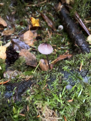  (Mycena purpureofusca - iNat99673583)  @11 [ ] some rights reserved (CC BY-NC) (2021) Ann Goddard Unspecified