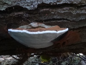  ( - BHI-F136a)  @11 [ ] by-nc (2015) Jef Taylor iNaturalist