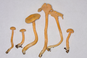  (Cantharellus spectaculus - PBM3933_3584)  @11 [ ] c (2017) P. Brandon Matheny University of Tennessee, Knoxville