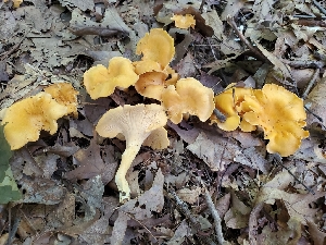 ( - Chant11)  @11 [ ] by-nc (2019) Stephen Russell iNaturalist