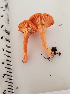 ( - Chant12)  @11 [ ] by-nc (2019) Stephen Russell iNaturalist