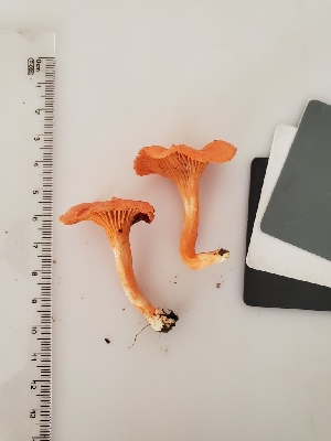  (Cantharellus sp - Chant13)  @11 [ ] by-nc (2019) Stephen Russell iNaturalist