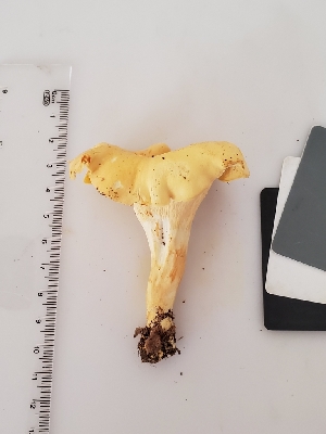  (Cantharellus flavolateritius - Chant14)  @11 [ ] by-nc (2019) Stephen Russell iNaturalist