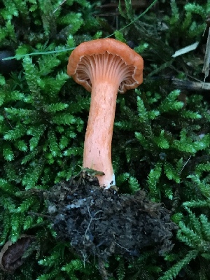  (Cantharellus corallinus - Chant22)  @11 [ ] by-nc (2019) Brian Hunt iNaturalist