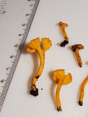  (Cantharellus minor - Chant4)  @11 [ ] by-nc (2019) Stephen Russell iNaturalist