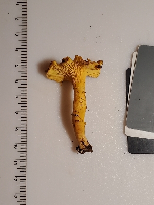  (Cantharellus chicagoensis - Chant6)  @11 [ ] by-nc (2019) Stephen Russell iNaturalist