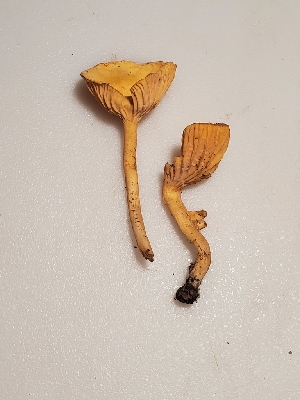  (Cantharellus persicinus - Chant8)  @11 [ ] by-nc (2019) Stephen Russell iNaturalist