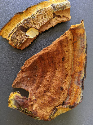  ( - DA-38)  @11 [ ] nrr (2020) Unspecified U.S. Forest Service, Center for Forest Mycology Research