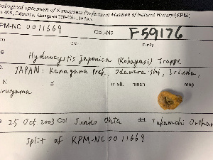  (Hydnocystis japonica - RHdna978)  @11 [ ] by-nc-sa (2020) Rosanne Healy University of Florida Mycological Herbarium
