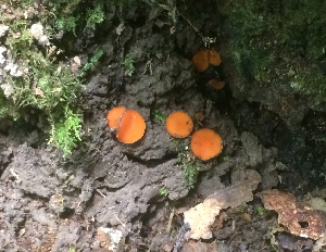  ( - FLAS-F-63905)  @11 [ ] by-nc-sa (2020) Rosanne Healy University of Florida Mycological Herbarium