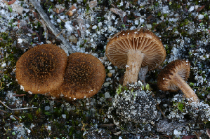  (Inocybe mallopoda - NLB258_225)  @11 [ ] c (2012) Neale L. Bougher University of Tennessee, Knoxville