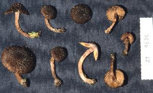  (Inocybe calamistratoides - PDD72711_1106)  @11 [ ] c (1972) E. Horak University of Tennessee, Knoxville