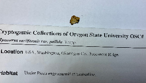  ( - JT10642)  @11 [ ] by-nc-sa (2020) Rosanne Healy University of Florida Mycological Herbarium