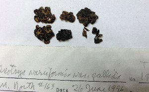  ( - JT19081)  @11 [ ] by-nc-sa (2020) Rosanne Healy University of Florida Mycological Herbarium