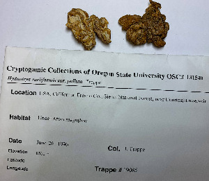  ( - JT19085)  @11 [ ] by-nc-sa (2020) Rosanne Healy University of Florida Mycological Herbarium