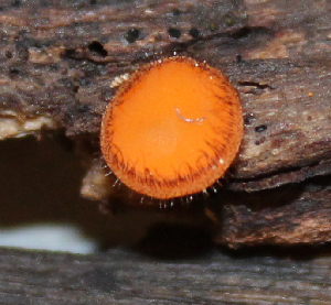 ( - RH1901)  @11 [ ] by-nc-sa (2020) Rosanne Healy University of Florida Mycological Herbarium