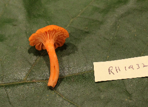  ( - RH1932)  @11 [ ] by-nc-sa (2020) Rosanne Healy University of Florida Mycological Herbarium