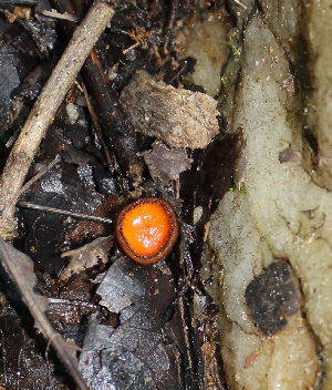  ( - RH1933)  @11 [ ] by-nc-sa (2020) Rosanne Healy University of Florida Mycological Herbarium