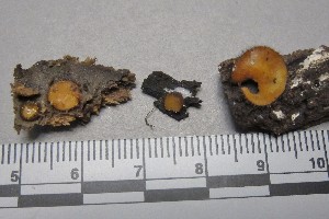  ( - RH1996)  @11 [ ] by-nc-sa (2020) Roger Heidt University of Florida Mycological Herbarium