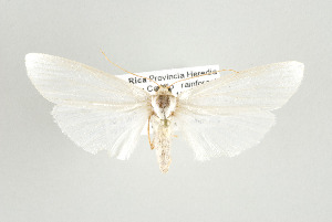 ( - ArcCR 41831)  @13 [ ] Copyright (2010) Gunnar Brehm Institut fuer Spezielle Zoologie und Evolutionsbiologie, Friedrich-Schiller Universitat Jena