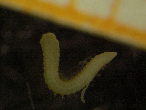  ( - UMBergen_TA_420)  @11 [ ] Creative Commons BY NC SA (2021) University of Bergen Natural History Collections