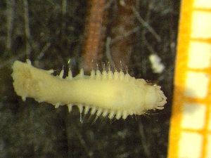  ( - ZMBN_137218)  @11 [ ] Creative Commons BY NC SA (2020) University of Bergen Natural History Collections