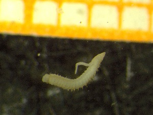  ( - ZMBN_137244)  @11 [ ] Creative Commons BY NC SA (2020) University of Bergen Natural History Collections