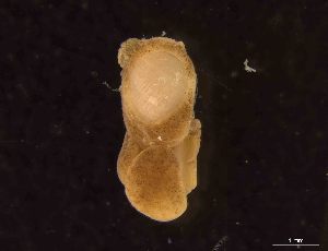  (Philine punctata - CN 155)  @11 [ ] CreativeCommons - Attribution Non-Commercial Share-Alike (2014) University of Bergen University of Bergen, Natural History Collections